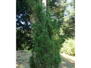 Savin juniper "Erecta"