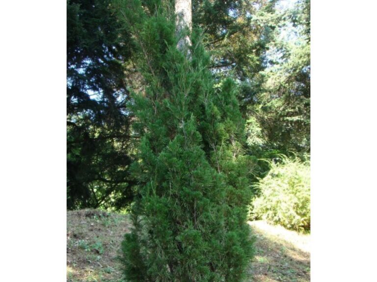 Juniperus sabina "Erecta"