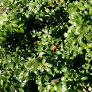 Japanese holly Ilex crenata