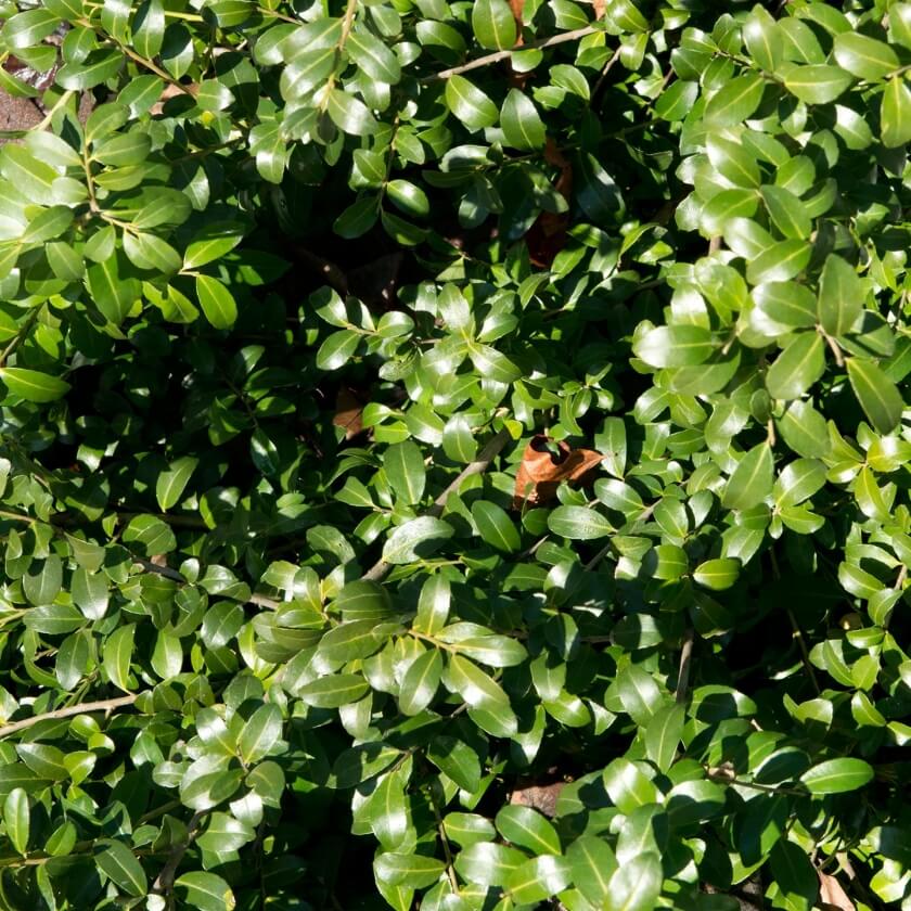 Падуб городчатый Ilex crenata
