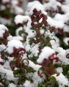 Coast leucothoe Leucothoe axillaris