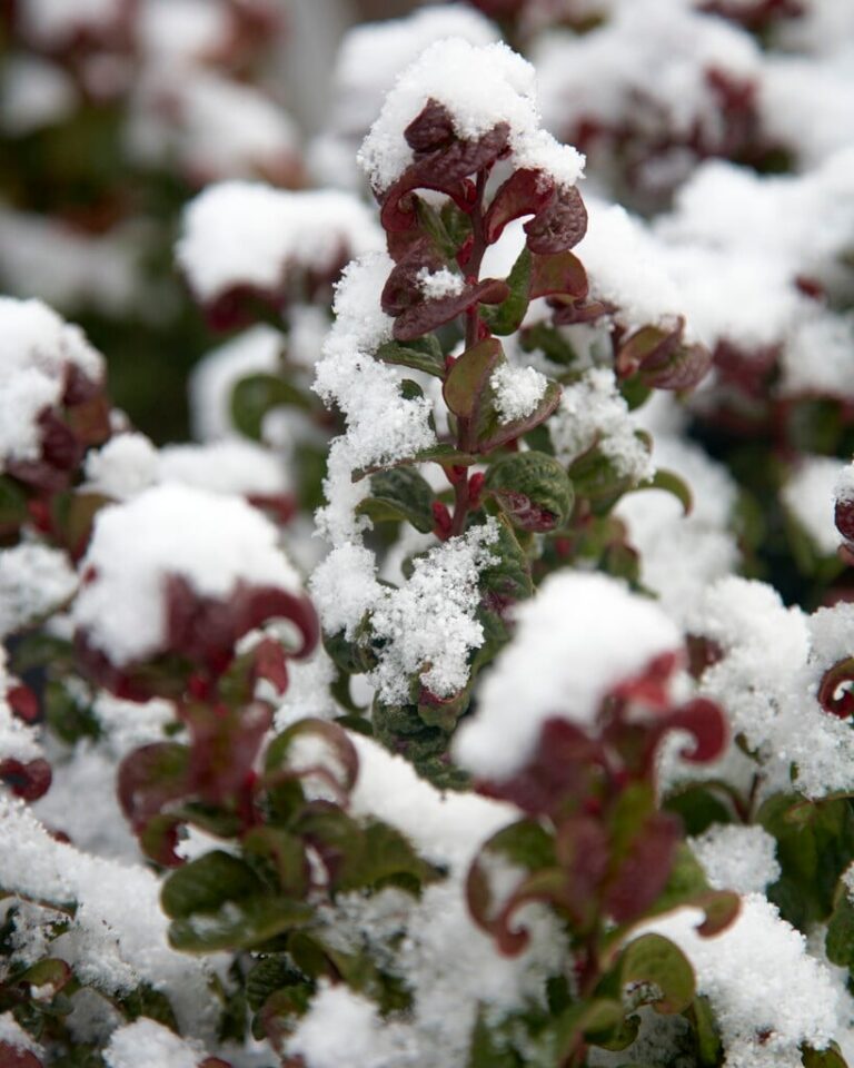 Leucothoe axillaris
