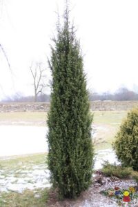 Juniperus communis "Stricta" +/-2 m