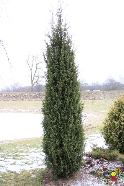 Juniperus communis "Stricta" +/-1,5-2 m