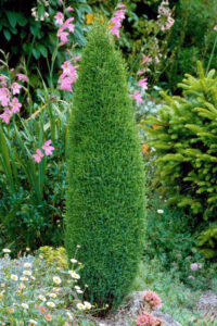 Juniperus communis "Green Pencil" +/- 1.5 m