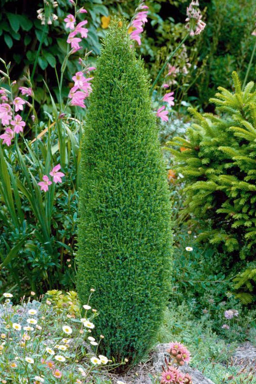 Juniperus communis "Green Pencil" +/- 1,5 m