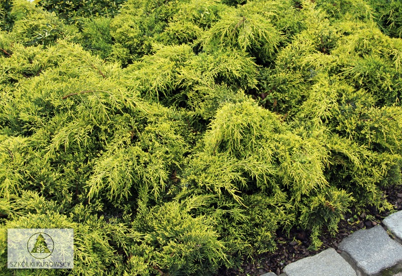 Juniperus x media "Gold Star"