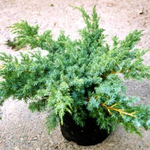 Juniperus squamata "Blue Swede" 20 cm pot