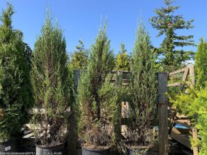 Juníperus virginiana "Fastigiata" 20 cm pot
