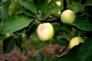 Malus domestica "Kaja"