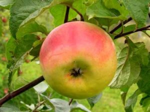 Malus domestica "Kallika"