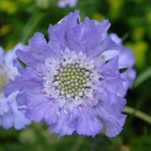 Scabiosa caucasica