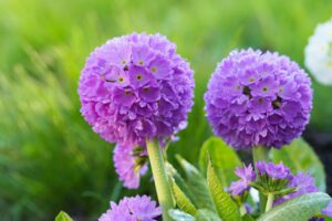 Primula denticulata Mustvee