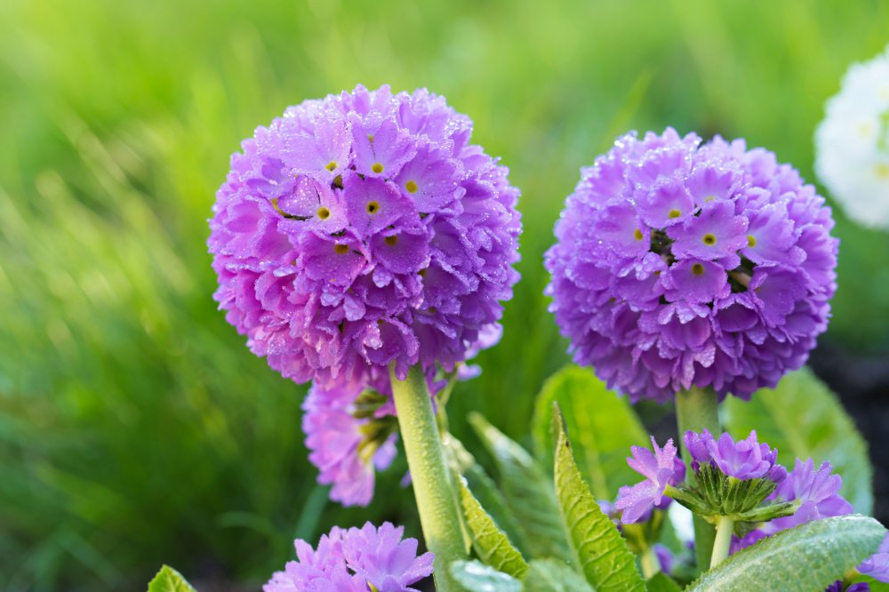 Primula denticulata