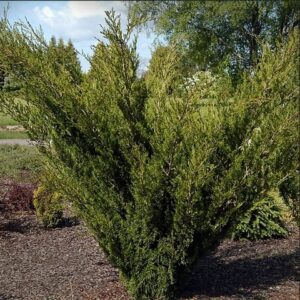 Juniperus sabina "Erecta" 20 cm pot