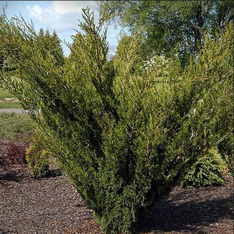 Juniperus sabina "Erecta" 20 cm ruukku