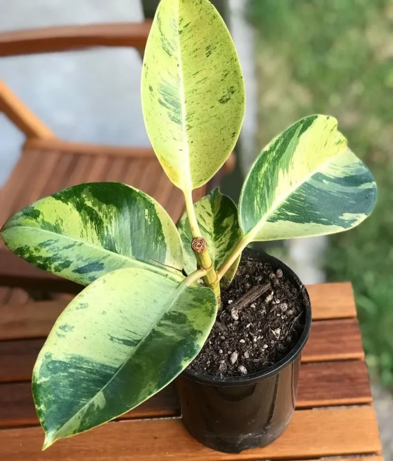 Fikusas elastica "Schrijveriana"