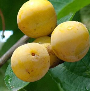 Prunus domestica "Ontario"