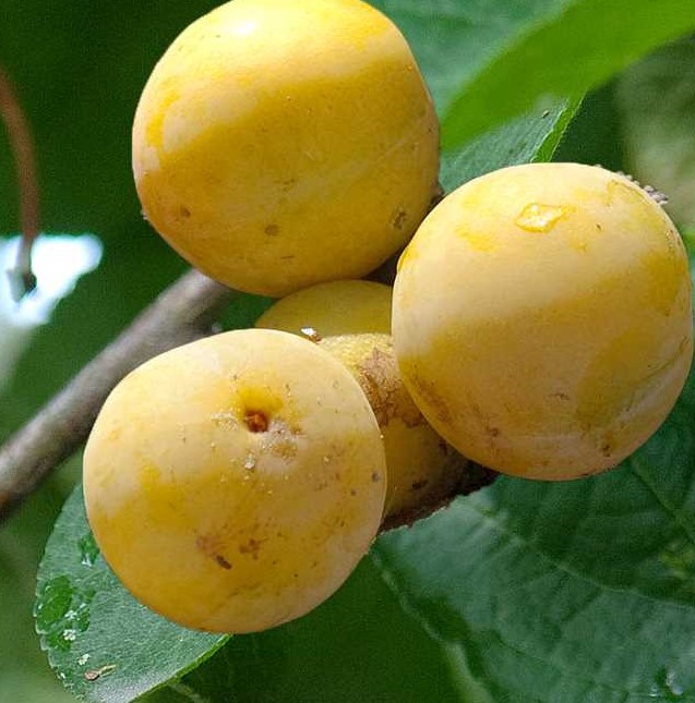 Plum Prunus domestica "Ontario"