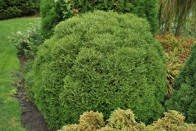 Rietumu tūja "Salaspils" (Thuja occidentalis)