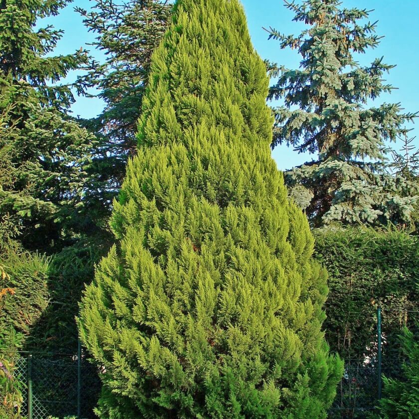 Chamaecyparis assortii
