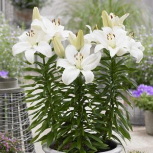 Lilium "Gwen"