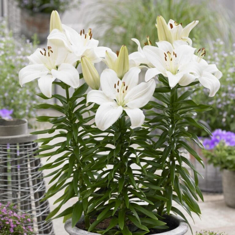 Lilium "Gwen"