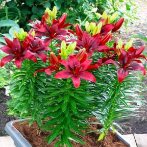 Lilium "Happy Love"