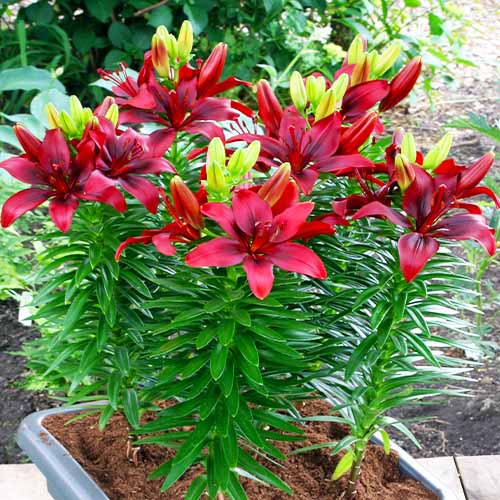 Lilium "Happy Love"