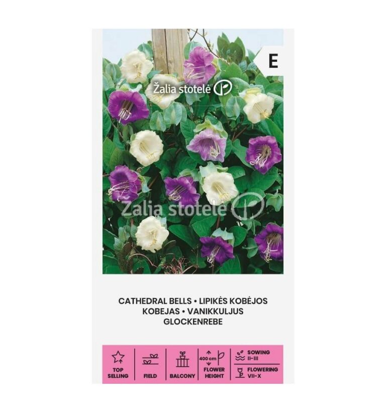 Mehhiko vanikkuljus (Cobaea scandens) Žalia stotele 8 s.