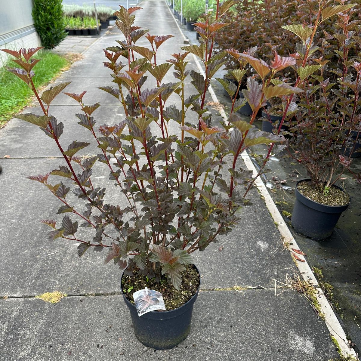 Physocarpus opulifolius "Red Baron" tüvel