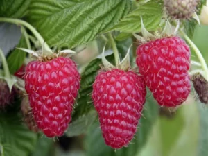 Rubus idaeus "Magnat" 0,5L