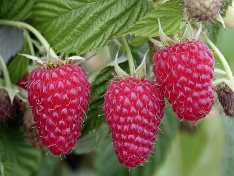 Vadelma "Magnat" (Rubus idaeus) 0,5 l