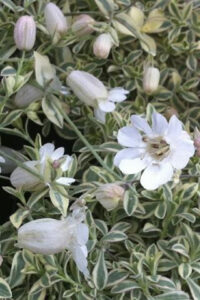 Silene maritima "Druett's Variegated" 2 L pott