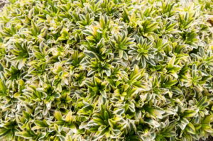 Arabis ferdinandi-coburgi "Old Gold" 15 cm pott