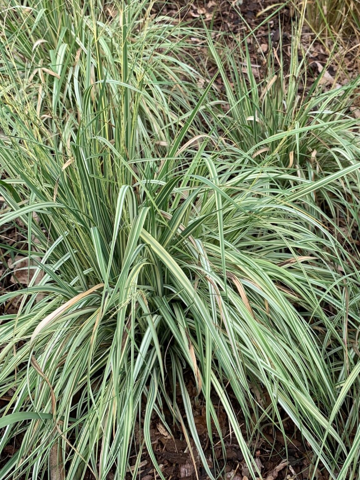 Молиния голубая "Variegata", горшок P9