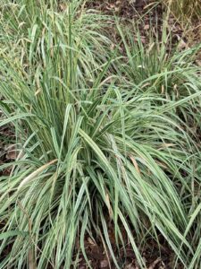 Purple moor grass "Variegata" P9 pot