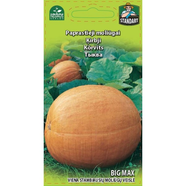 Giant pumpkin "Big Max" seeds, Nojaus 2 g