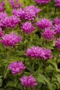 Monarda "Petite Delight" P9