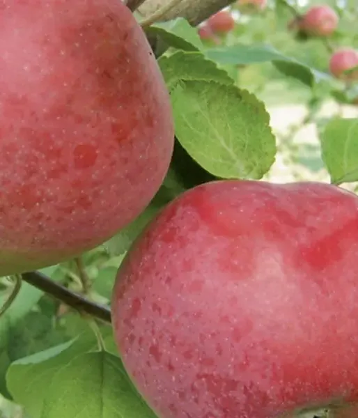 Malus domestica "Monta"