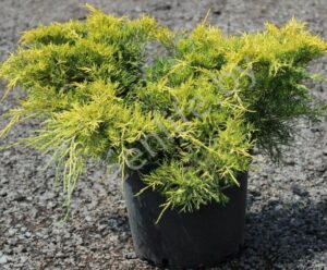 Juniperus x media "King of Spring"