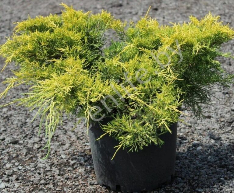 Juniperus x media "King of Spring"