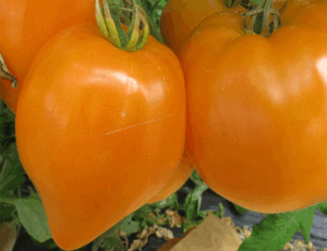 Solanum l. "Oxheart Orange"