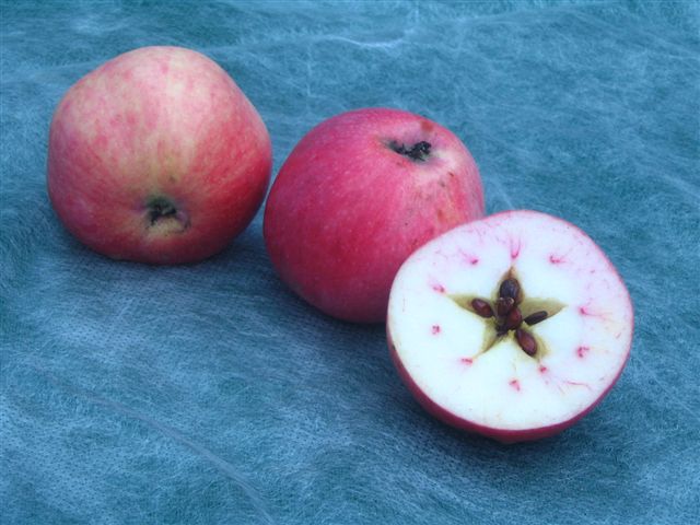Omenapuu Malus domestica "Tiit"