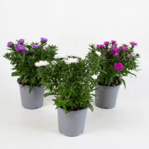 Aster assortii