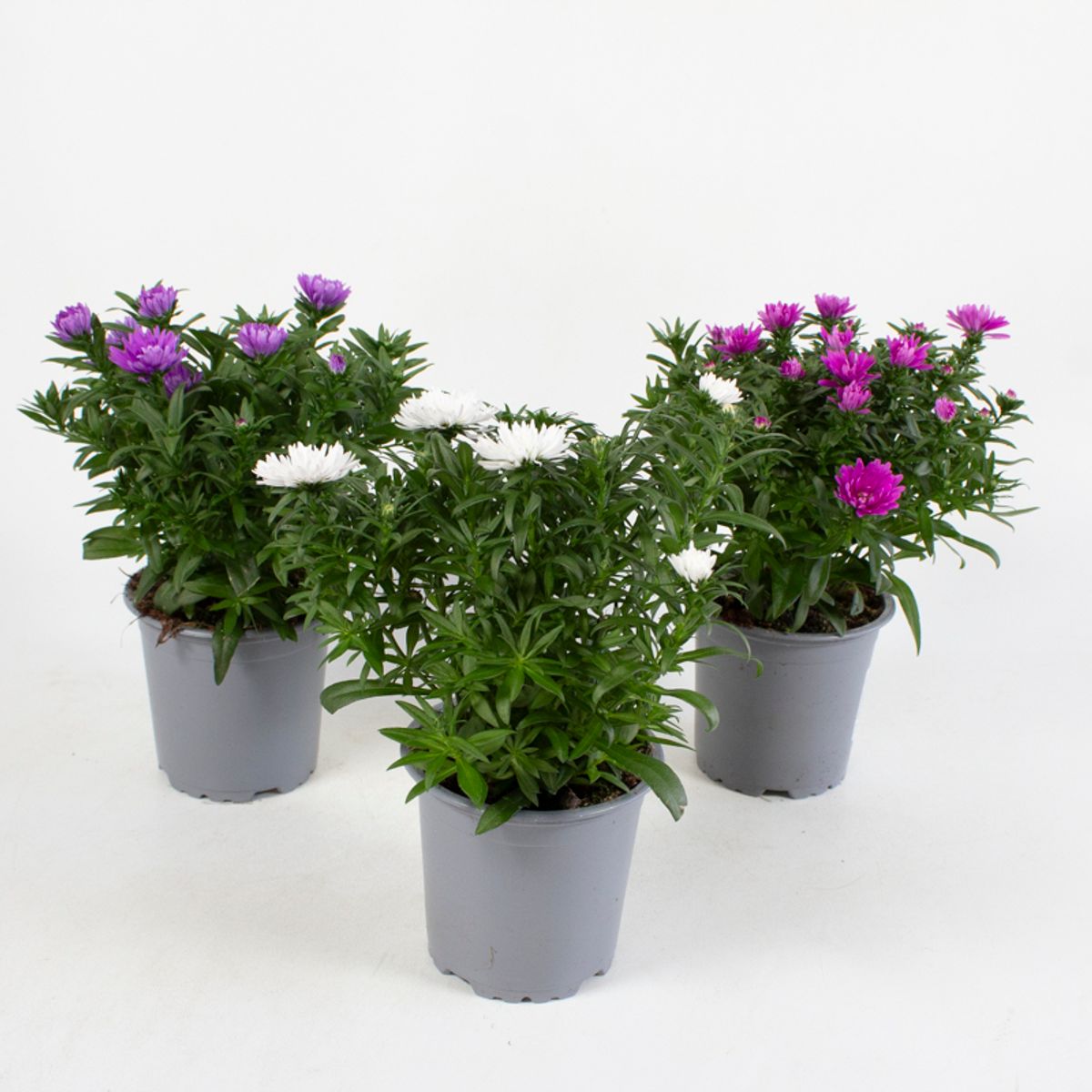 Aster, šķirņu sortiments