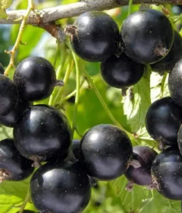 Ribes nigrum "Pamjati Vavilova" 1 L ruukku