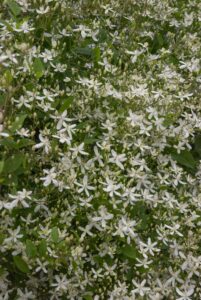 Clematis mandshurica 1 L