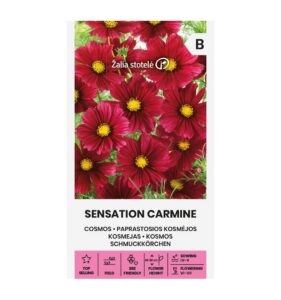 Kosmos "Sensation Carmine" Žalia stotele 1 g