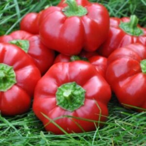 Capsicum an. "Topepo Rosso"